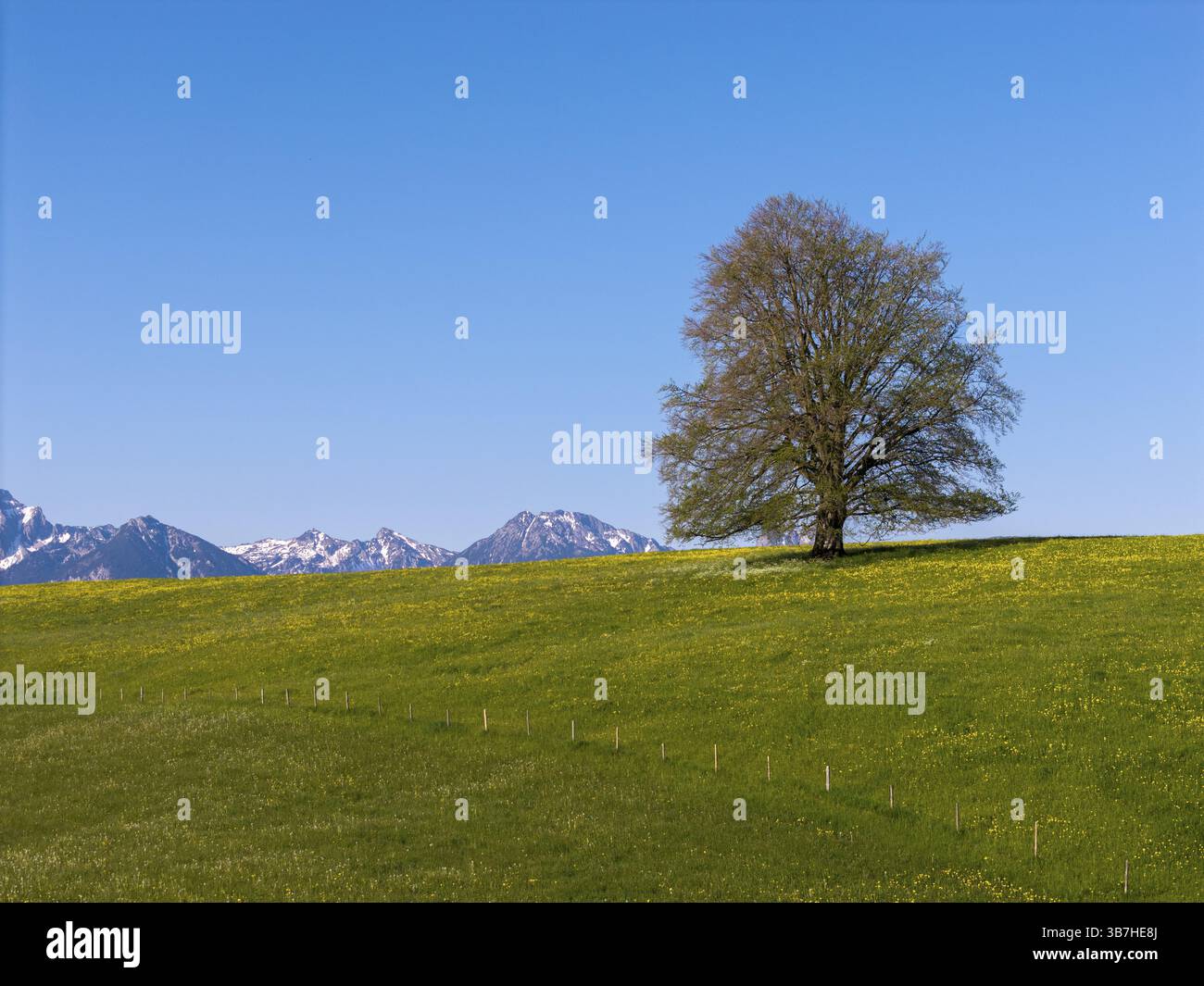 Un unico albero su un prato verde di fronte a montagne innevate sotto un cielo limpido, Alpi, vicino a Fuessen, Ostallgaeu, Allgaeu, Baviera, Germania, Europa Foto Stock