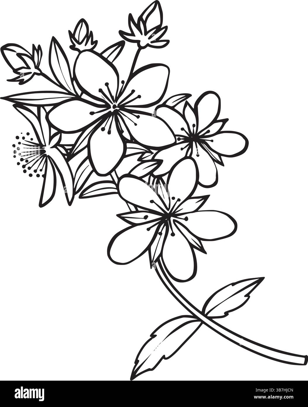 Ramo floreale Hypericum, disegno vettoriale in bianco e nero, disegno a inchiostro botanico. Ideale per colorare libri, confezioni a base di erbe, loghi e design a tema naturale. Illustrazione Vettoriale