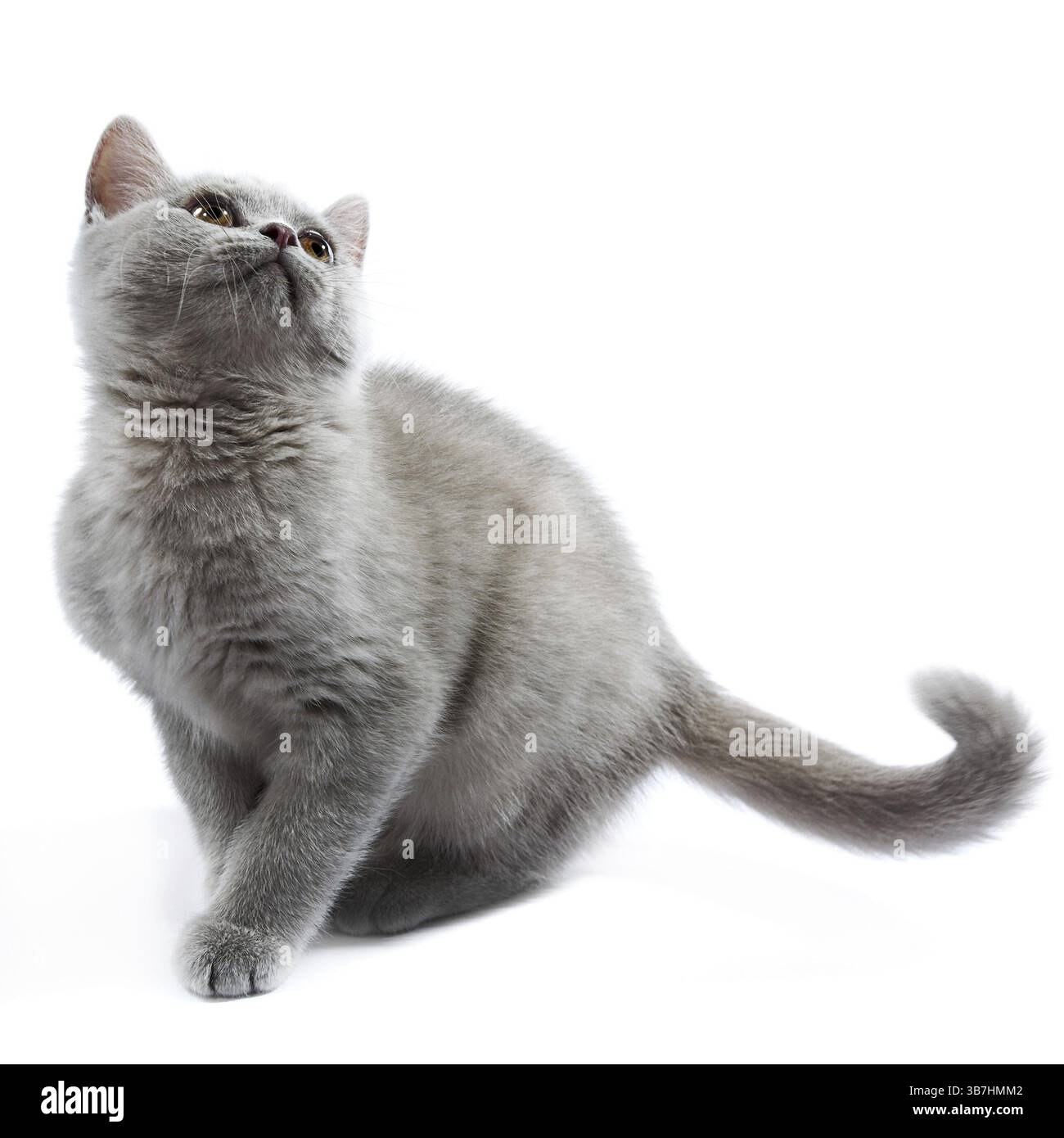 Gattino britannico isolato sul bianco Foto Stock