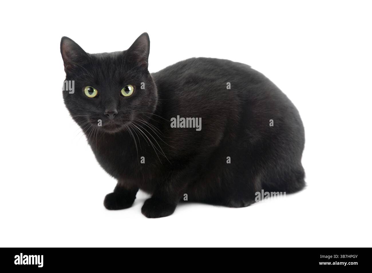 Gatto nero isolato su sfondo bianco Foto Stock