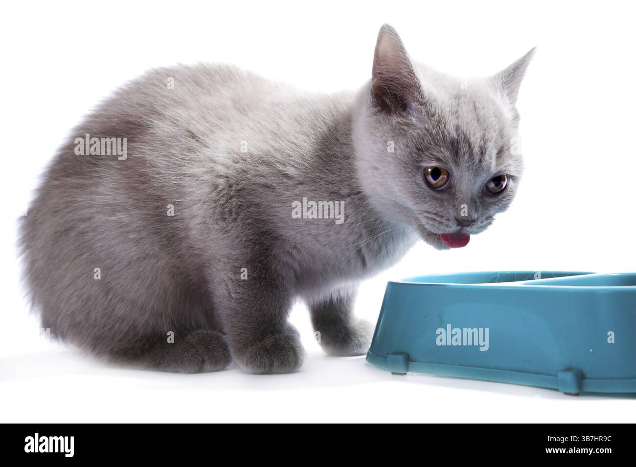 Gattino britannico isolato sul bianco Foto Stock