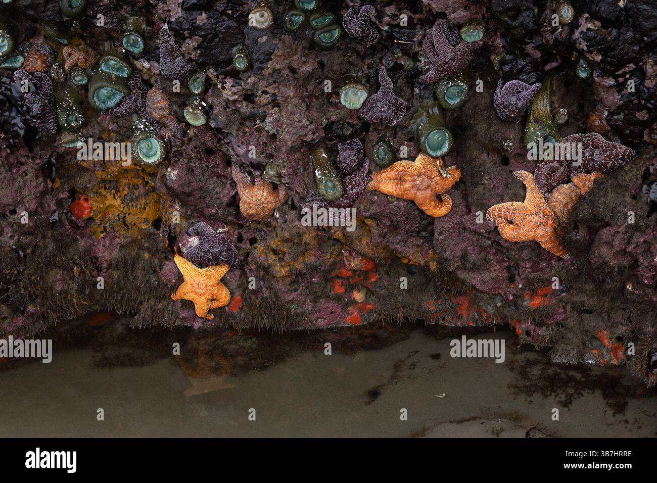 Anemoni marini e stelle marine aggrappate a una roccia con la bassa marea sulla Face Rock Beach a Bandon, Oregon. Foto Stock