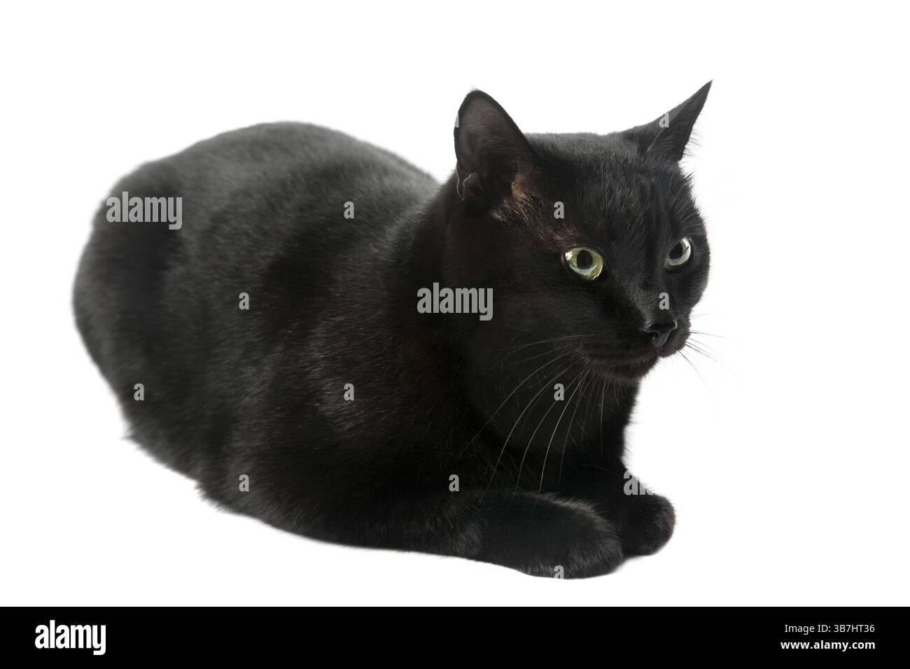 Gatto nero isolato su sfondo bianco Foto Stock