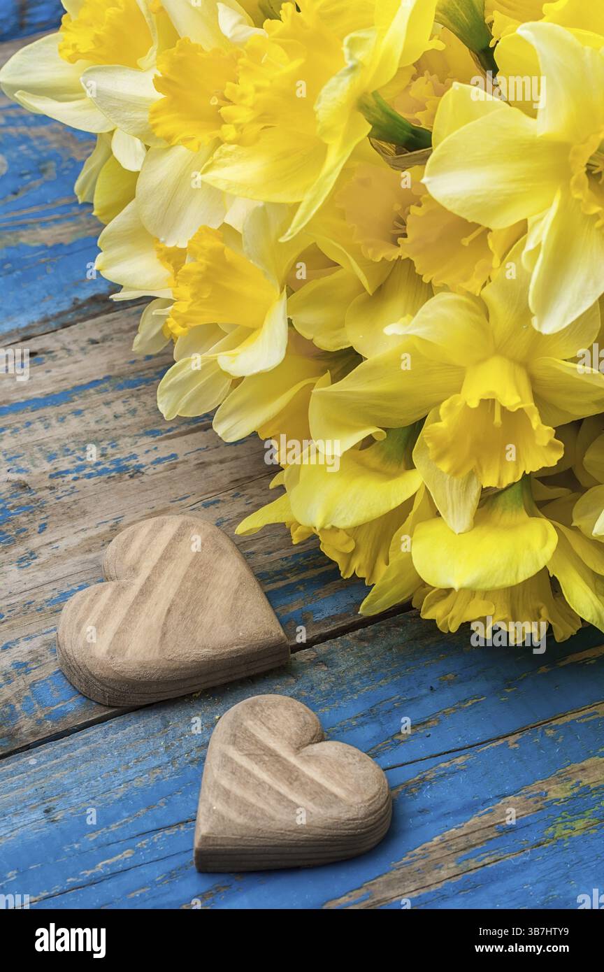 Bouquet di narcisi in fiore sullo sfondo di due cuori simbolici in legno Foto Stock