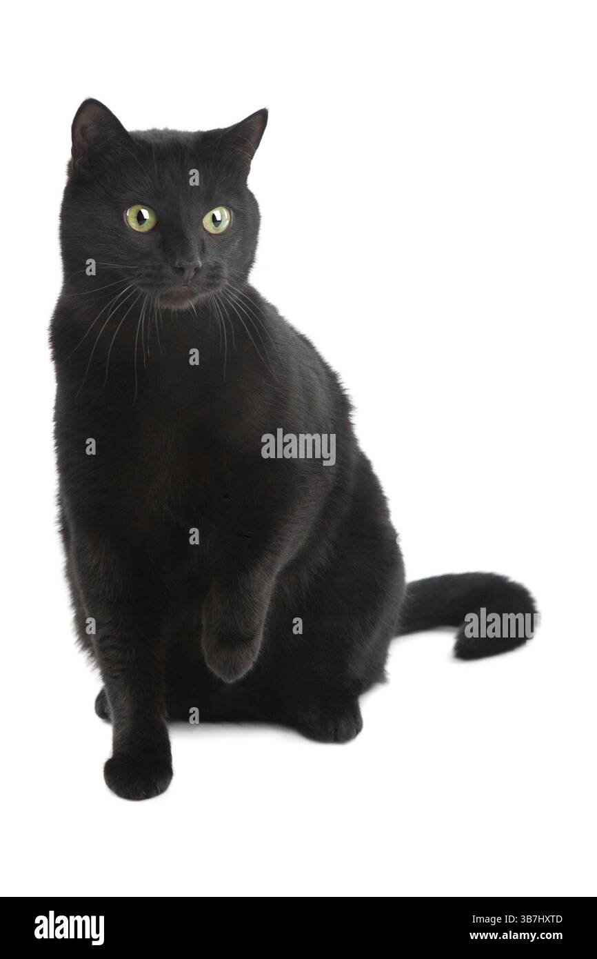 Gatto nero isolato su sfondo bianco Foto Stock
