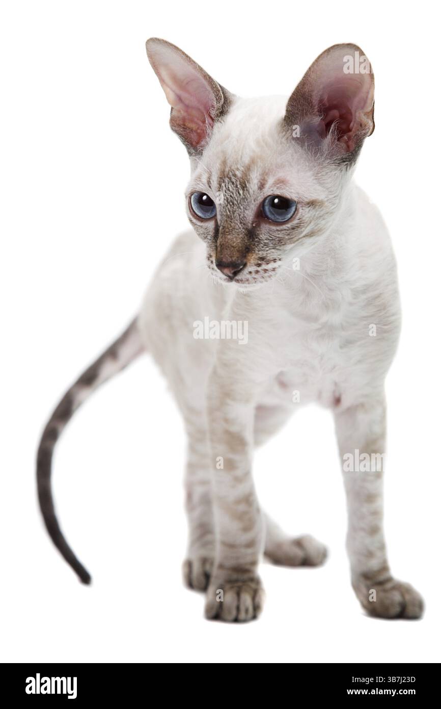 Gattino Cornish Rex isolato su sfondo bianco Foto Stock