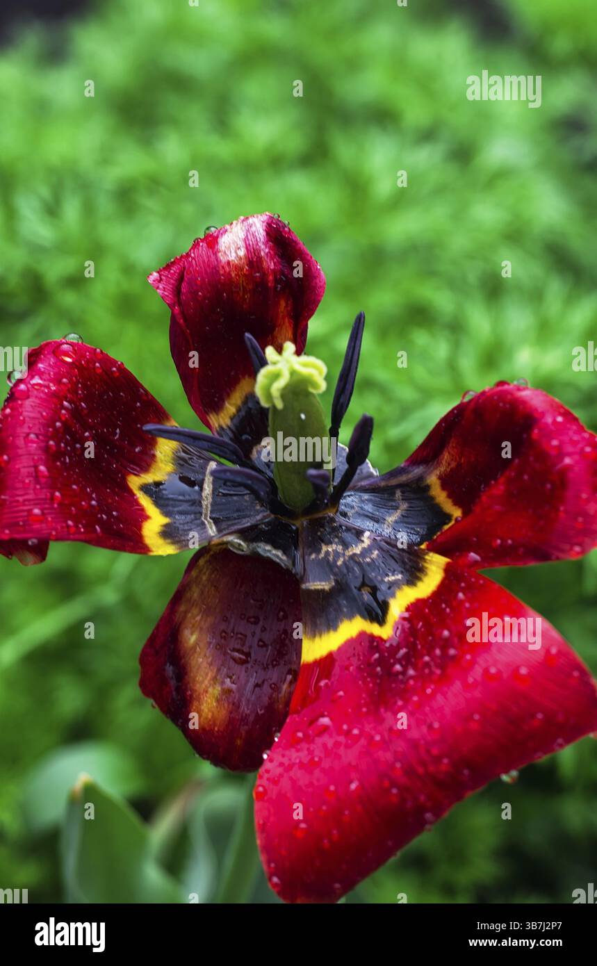 Bocciolo di tulipano estivo sbiadito con petali rotti rain.selective focus Foto Stock