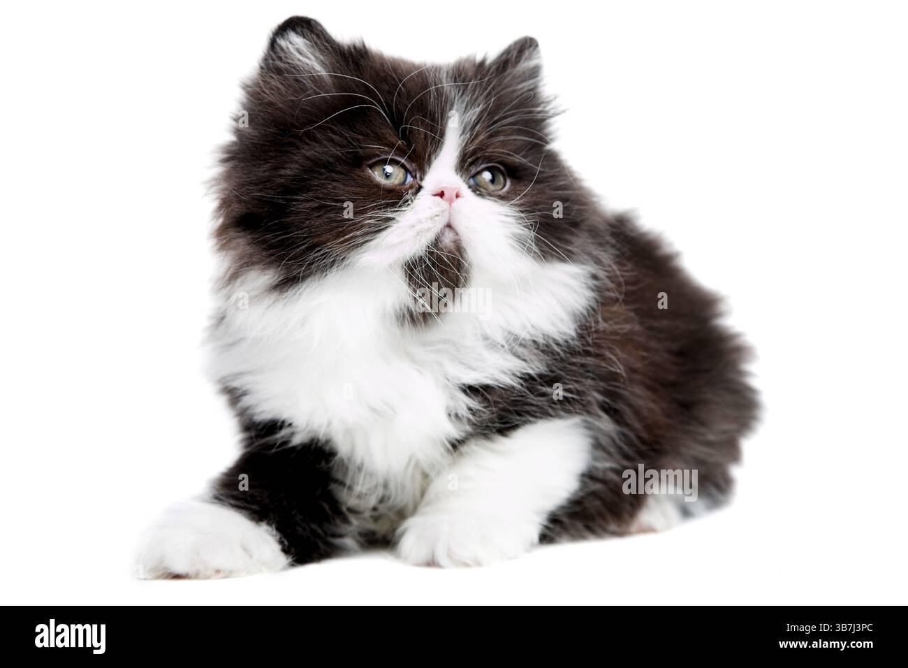 Gattino persiano di bellezza isolato su sfondo bianco Foto Stock