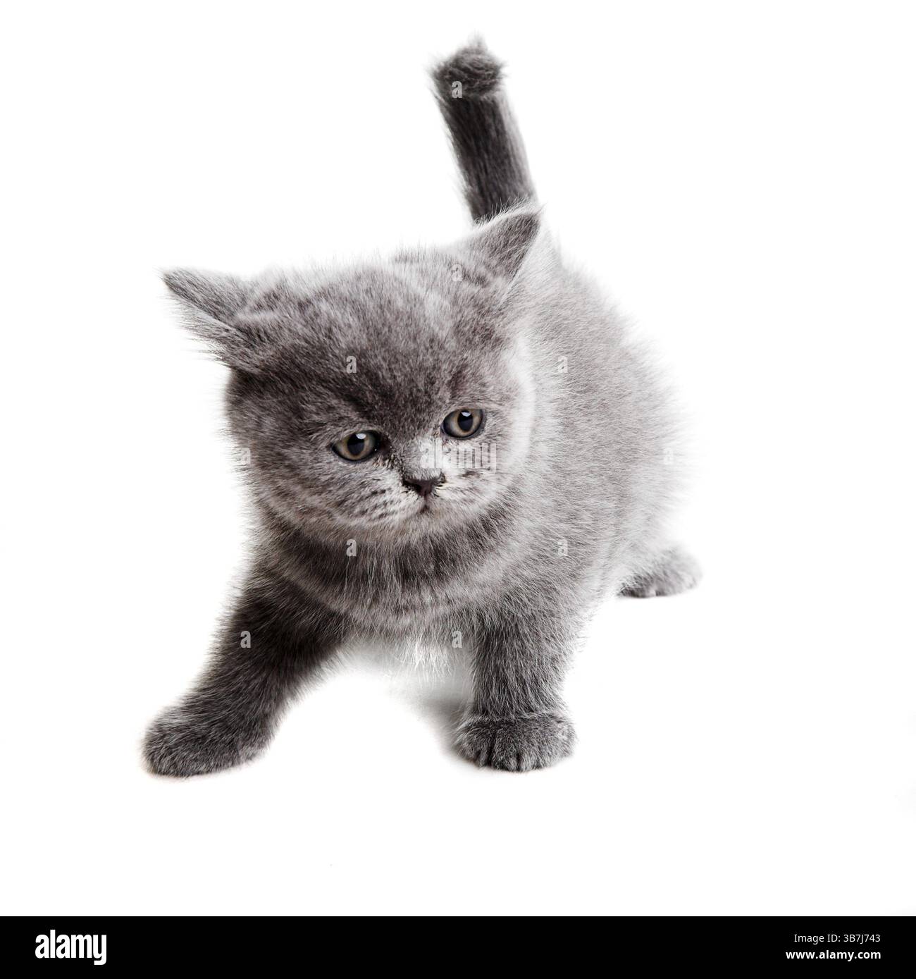 gattino inglese grigio isolato su sfondo bianco Foto Stock