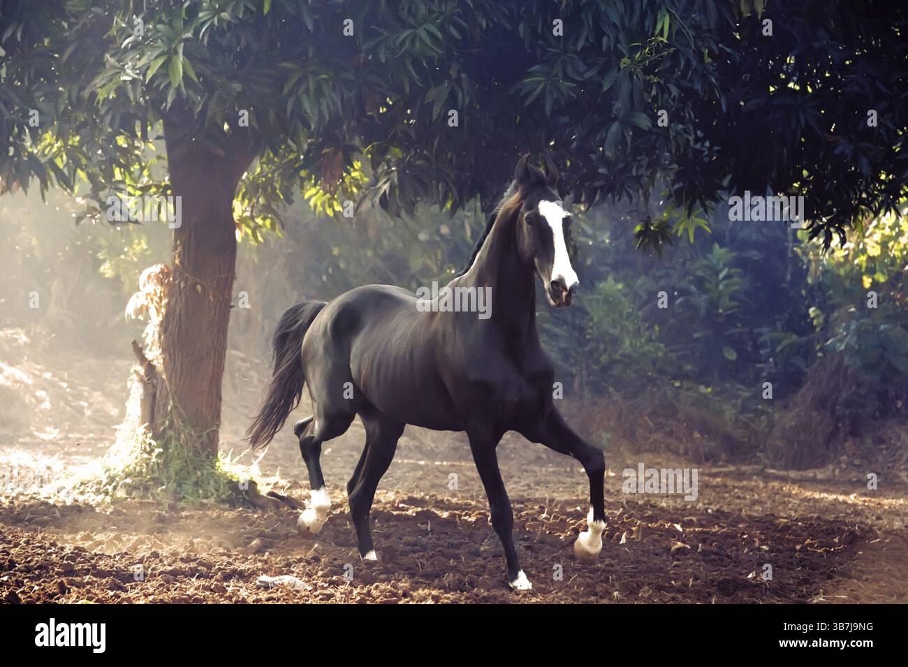 Esecuzione dello stallone nero marwari in libertà Foto Stock