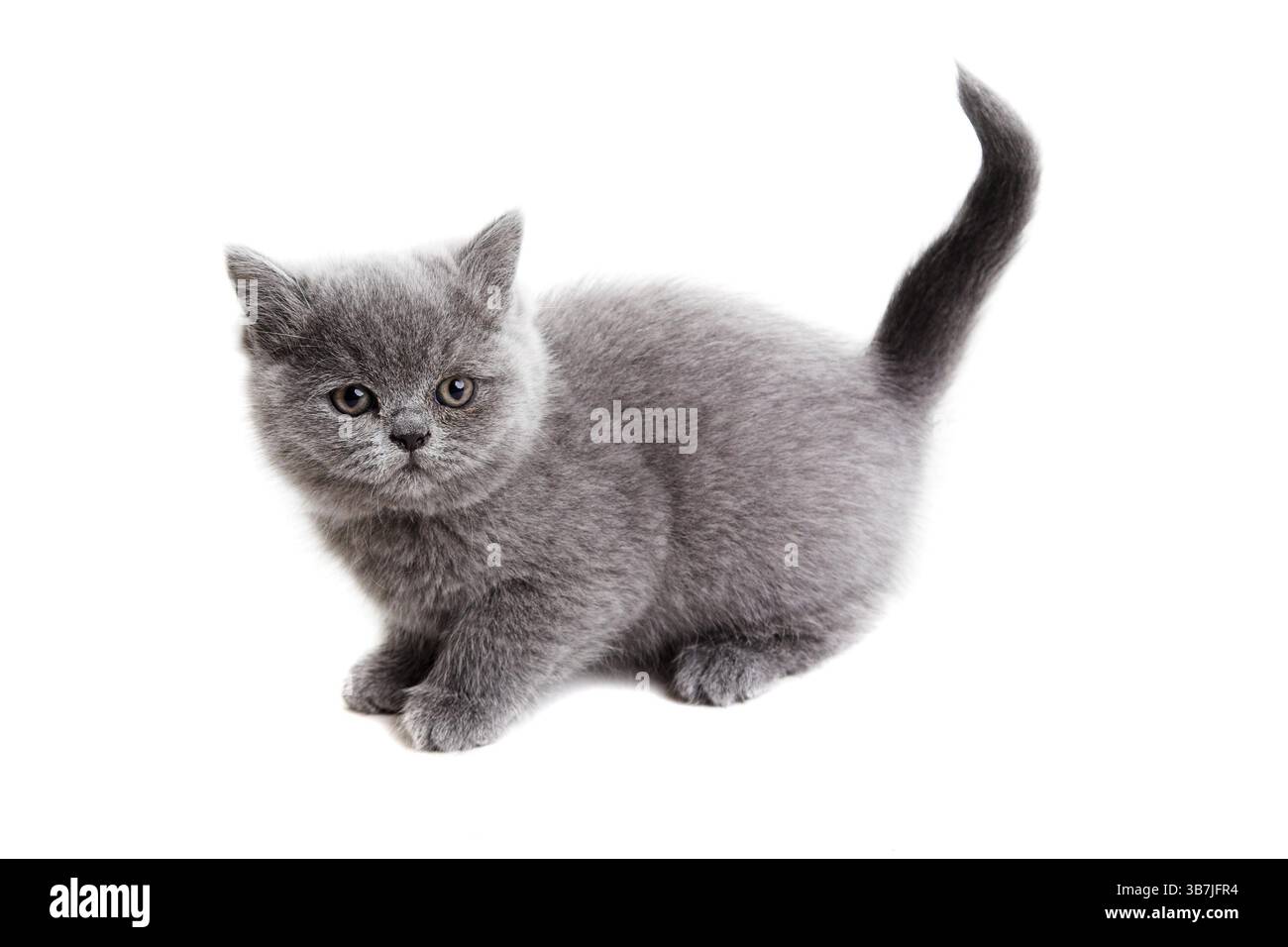 gattino inglese grigio isolato su sfondo bianco Foto Stock