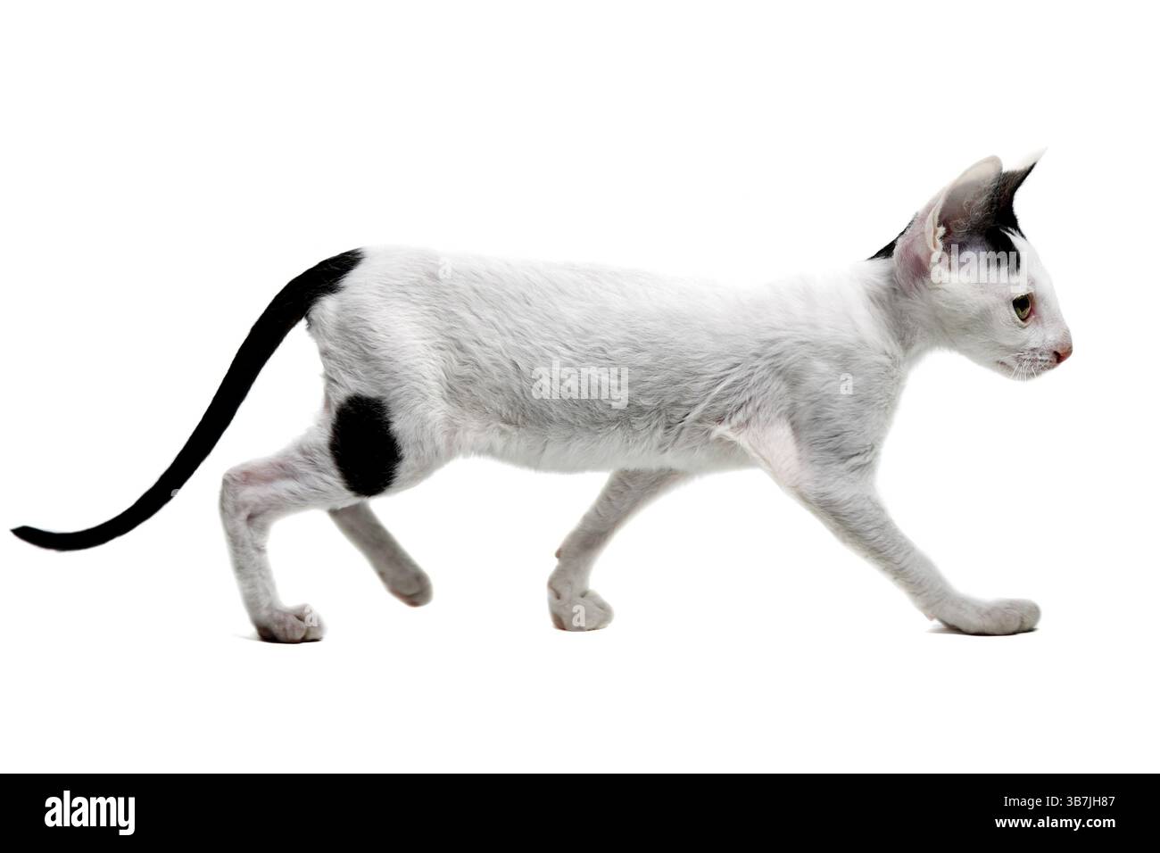 Gattino Cornish Rex isolato su sfondo bianco Foto Stock