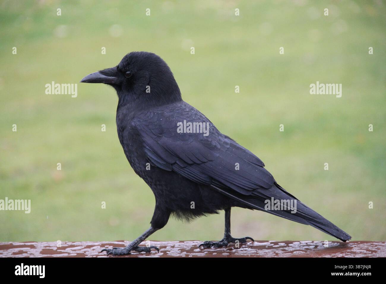 raven in piedi su un tavolo sotto la pioggia Foto Stock