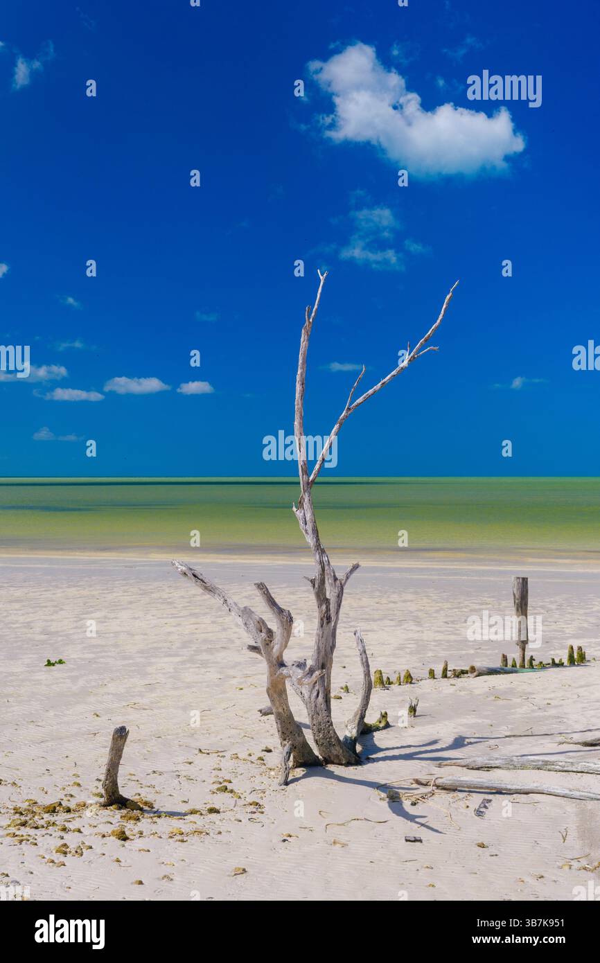 Un albero solitario e resistente alle intemperie sorge su una spiaggia di sabbia bianca a Holbox, con acqua turchese e un cielo azzurro limpido sullo sfondo. Foto Stock