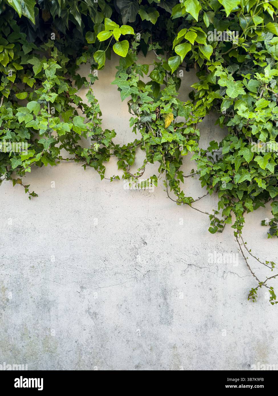 Vista verticale dell'edera verde appesa su una parete intonacata bianca. Composizione botanica e architettonica minima, spazio copia, nessuna persona. Foto Stock
