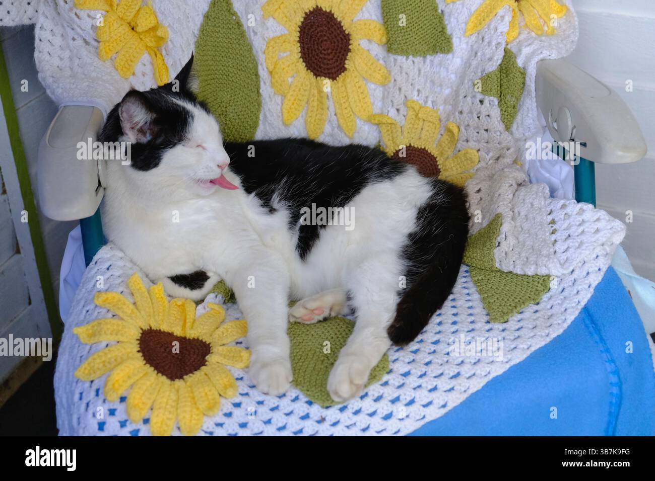 Un gatto adulto bianco e nero che si rilassa sulla sedia e gli rimbalza la lingua Foto Stock