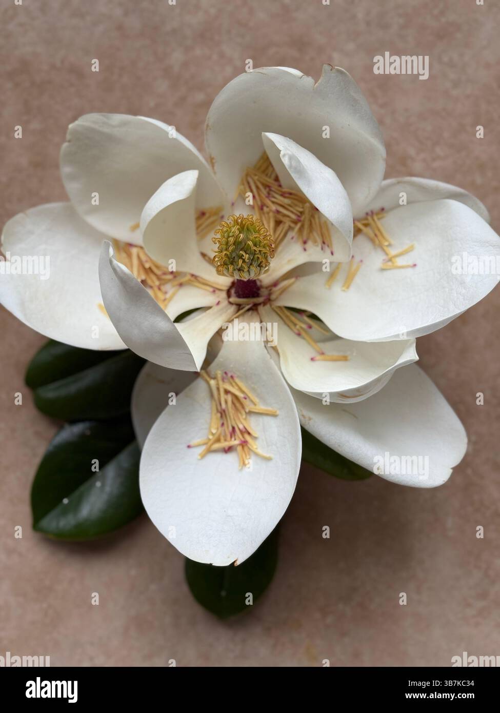 L'albero di magnolia bianca fiorisce su sfondo abbronzato Foto Stock