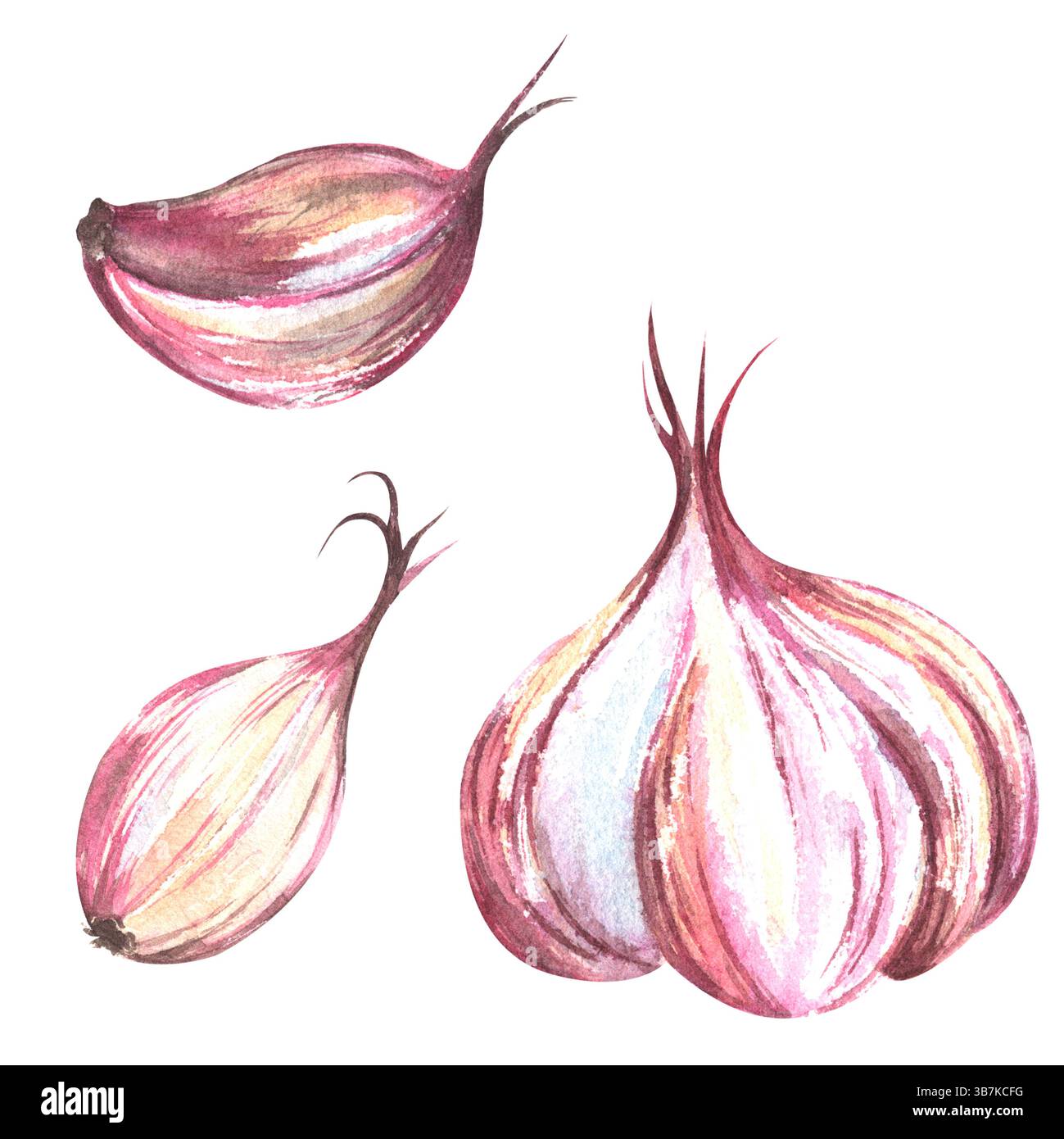 Testa e spicchi di aglio rosa maturo. Aglio intero e sue parti. Illustrazione isolata ad acquerello disegnata a mano. Per la stampa su menu, consegna, restauro Foto Stock