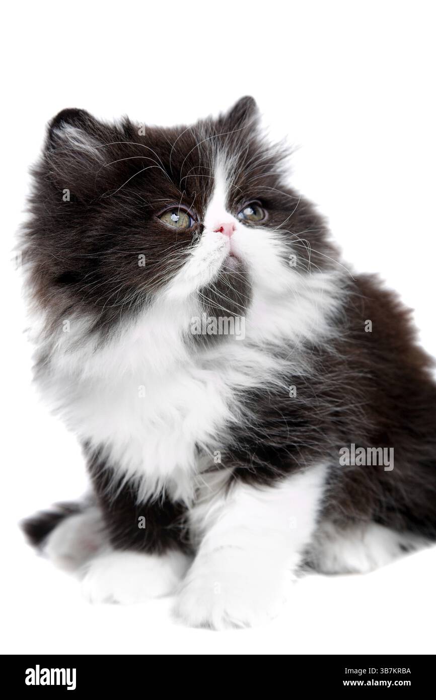 Gattino persiano di bellezza isolato su sfondo bianco Foto Stock