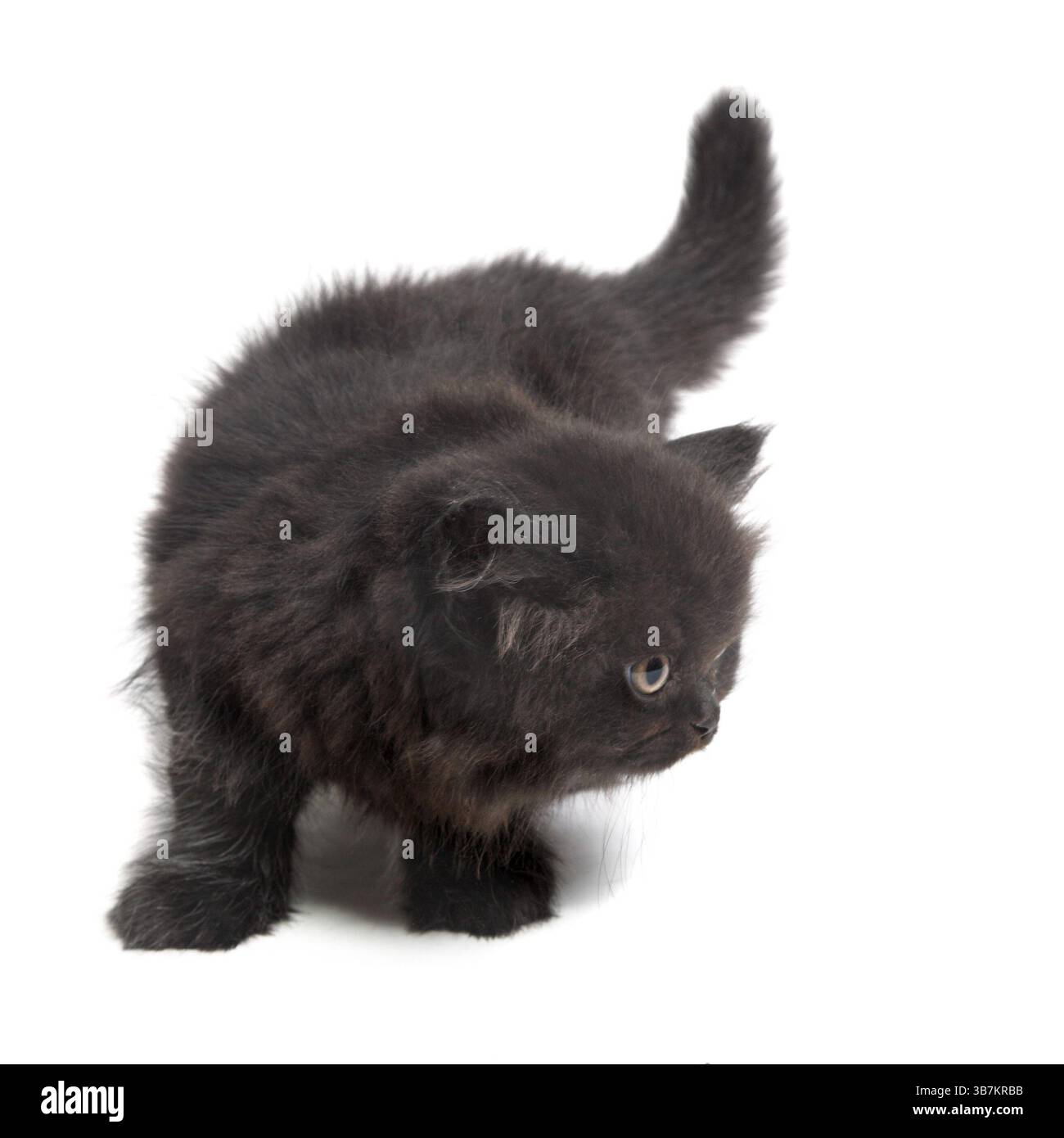gattino britannico nero isolato su bianco Foto Stock