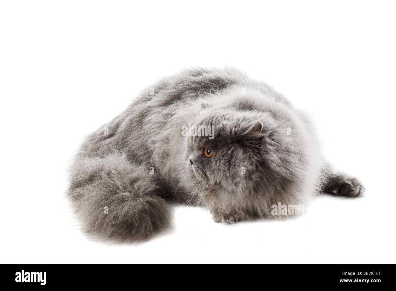 Gatto britannico grigio isolato su sfondo bianco Foto Stock