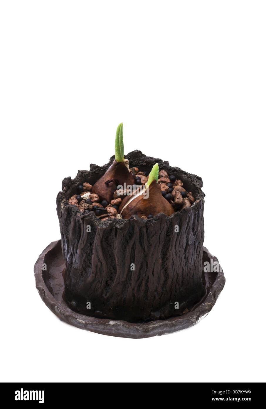 Germogli di tulipani germinati nei tulipani primaverili con accessori agricoli Foto Stock