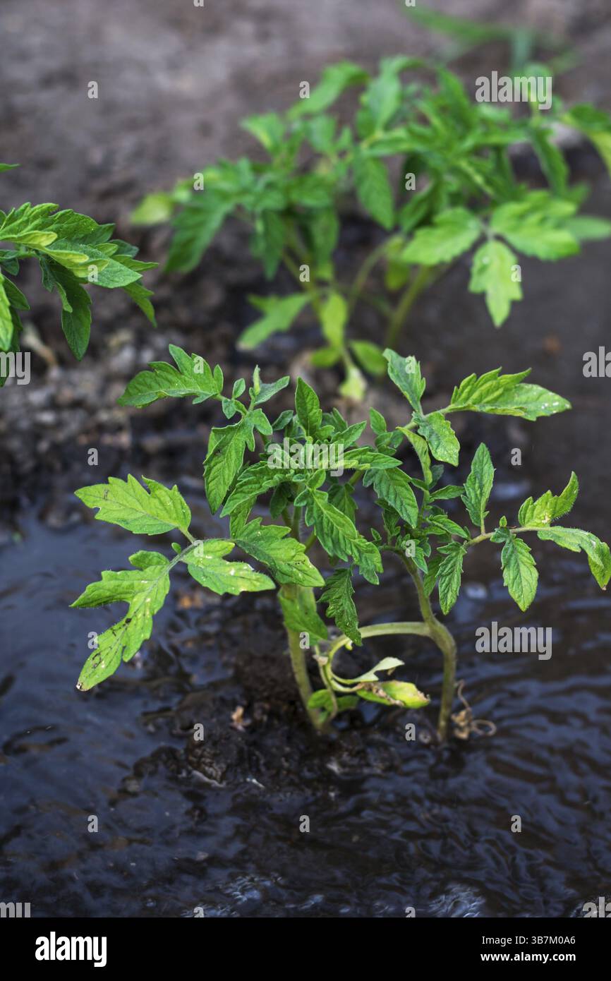 Cespugli hanno piantato il prepagamento del pomodoro eseguendo water.selective focus Foto Stock