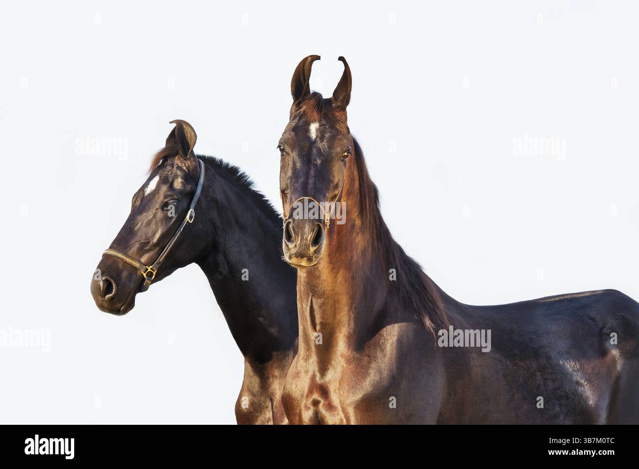 Marwari neri che si posa insieme sullo sfondo chiaro Foto Stock