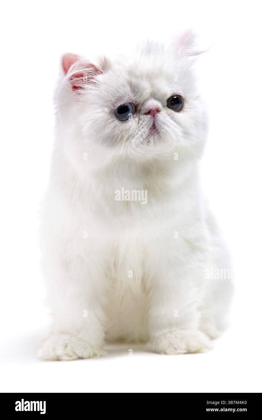 Gatto persiano bianco isolato su sfondo bianco Foto Stock