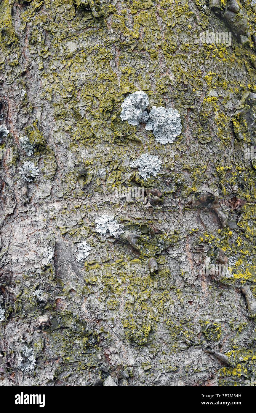 Corteccia, corteccia con lichene, riconoscimento di ciliegie ornamentali (Prunus subhirtella), a Kempten, Allgaeu, Svevia, Baviera, Germania, Europa Foto Stock