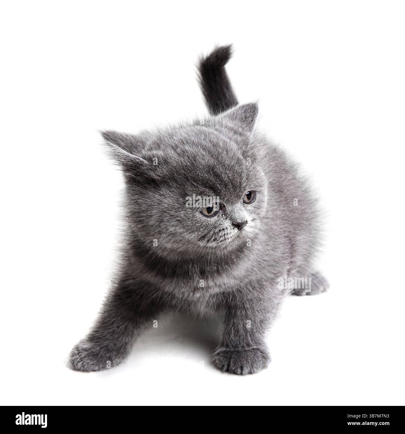gattino inglese grigio isolato su sfondo bianco Foto Stock