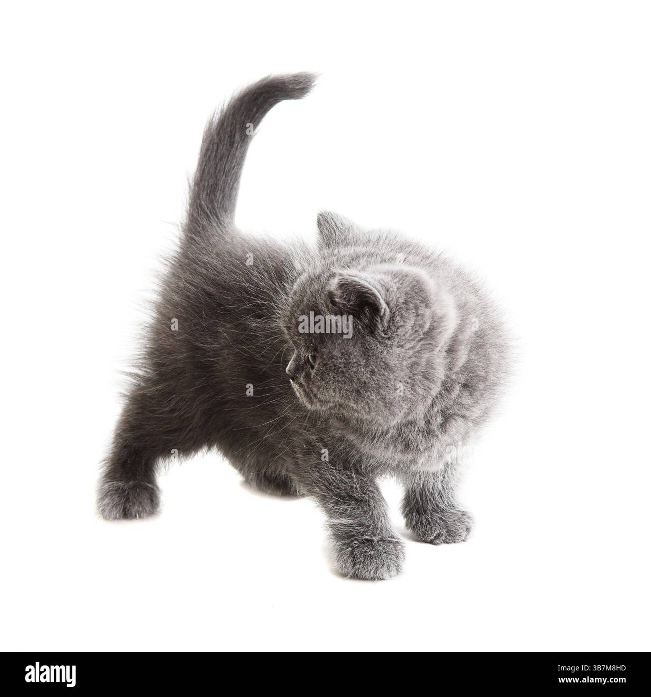 gattino inglese grigio isolato su sfondo bianco Foto Stock