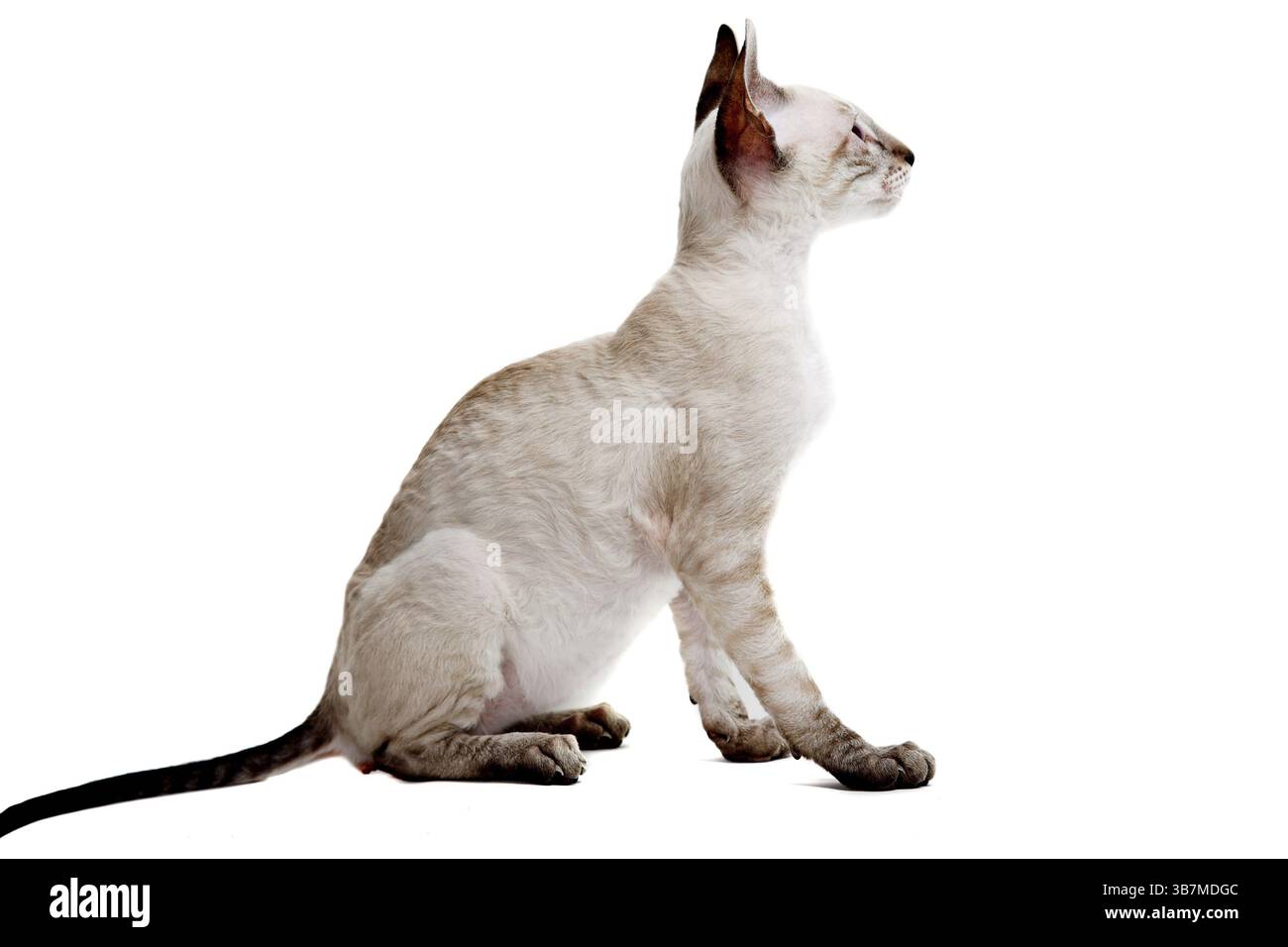 Gattino Cornish Rex isolato su sfondo bianco Foto Stock