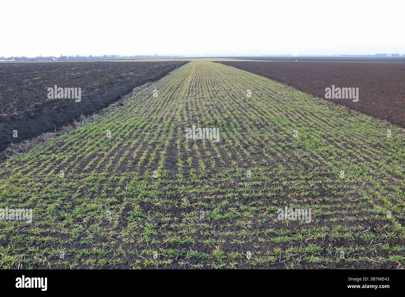 La trama stretta del campo di un contadino. Grano invernale. Foto Stock