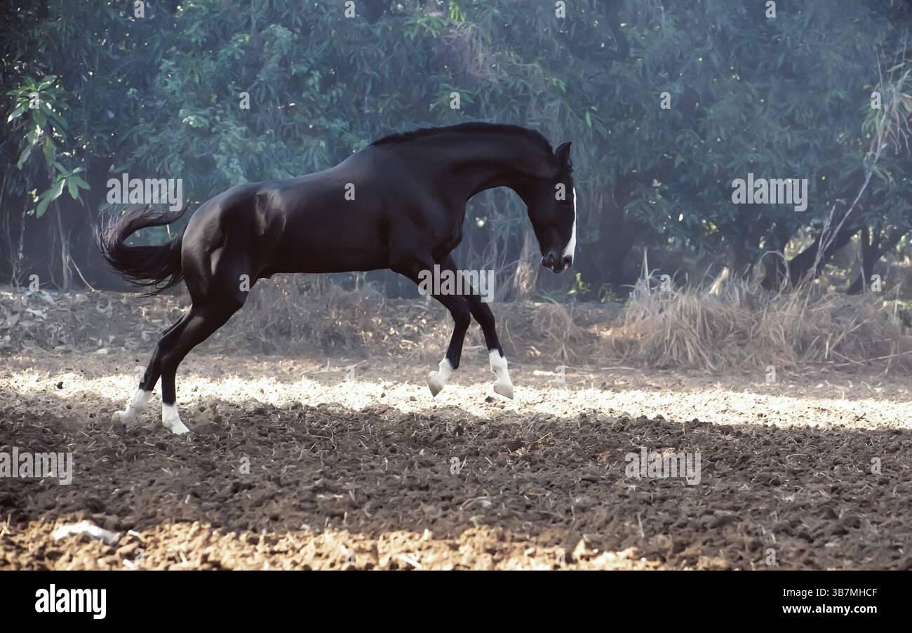 Esecuzione dello stallone nero marwari in libertà Foto Stock