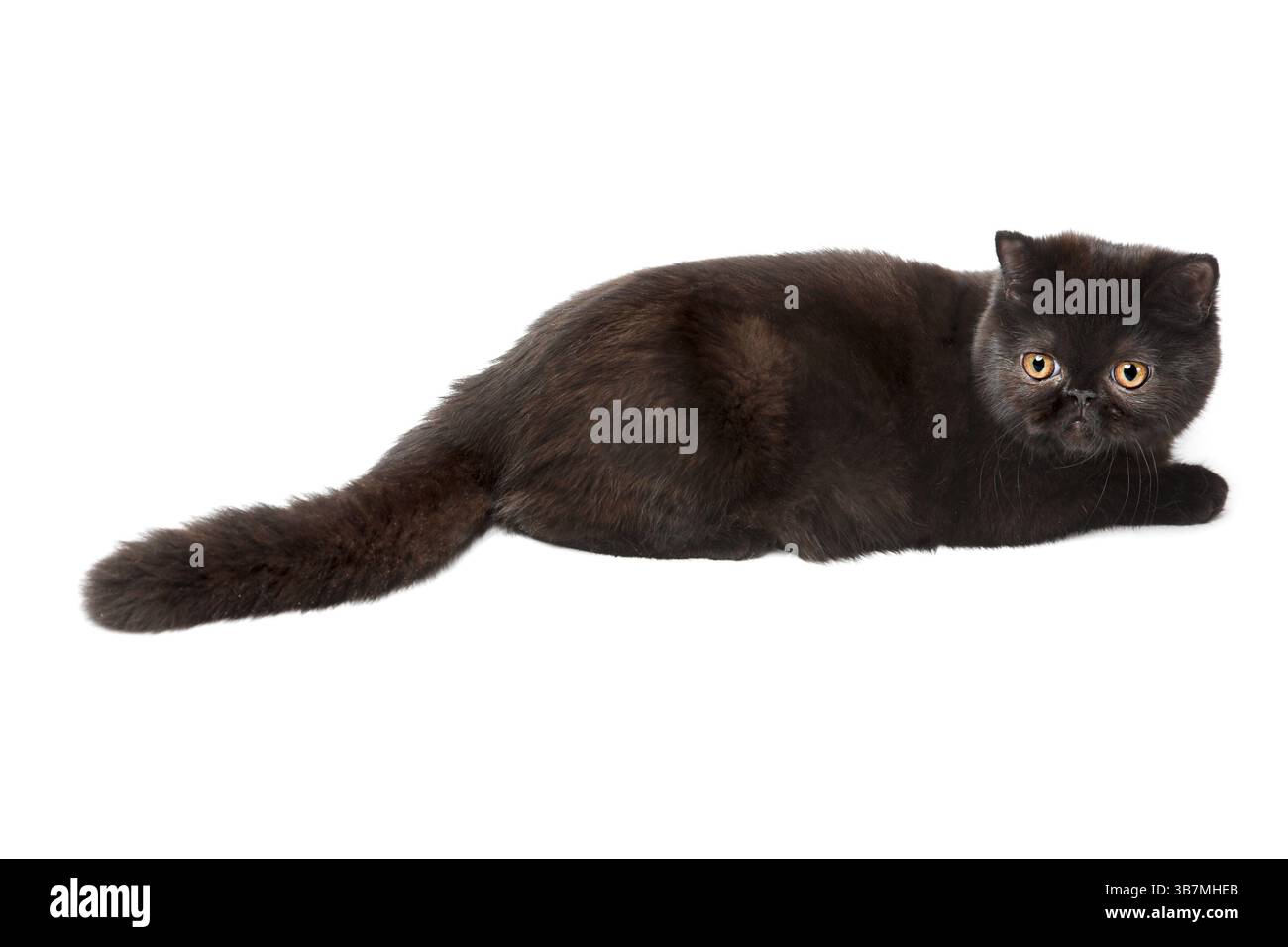 Gatto britannico nero isolato su sfondo bianco Foto Stock