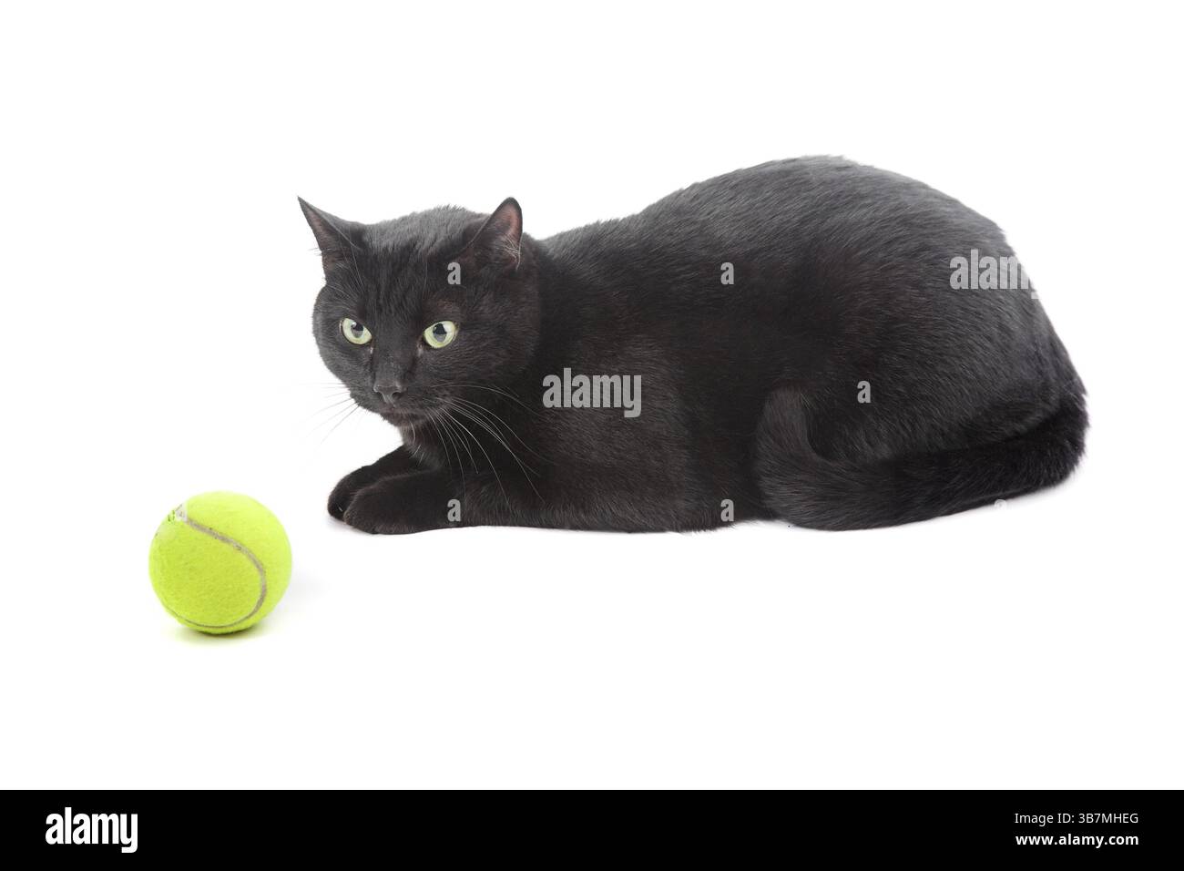 Gatto nero con palla da tennis isolata su bianco Foto Stock