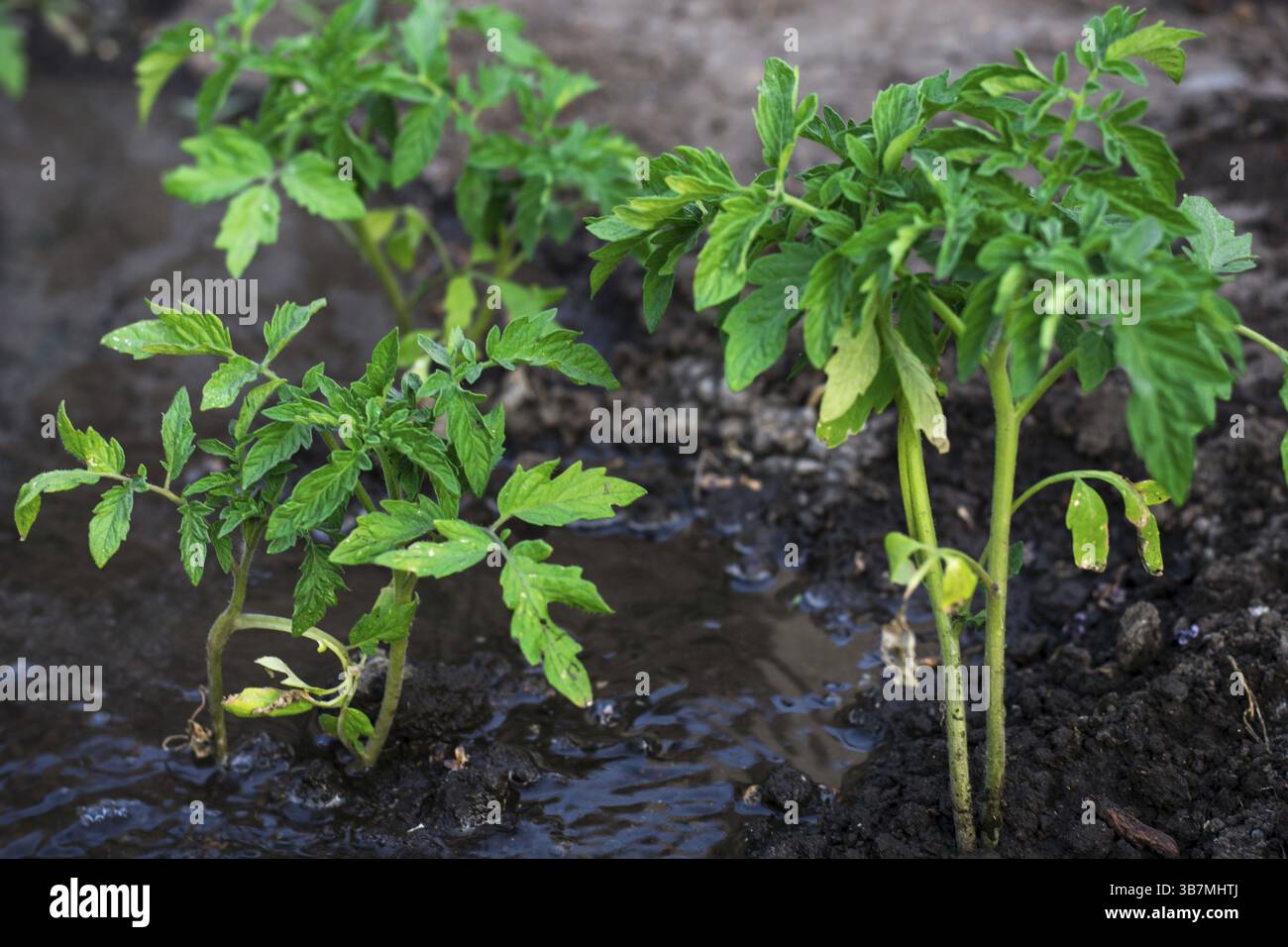 Cespugli hanno piantato il prepagamento del pomodoro eseguendo water.selective focus Foto Stock