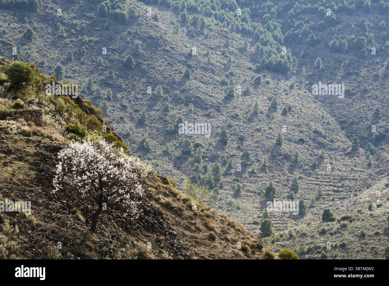 Un unico mandorlo in fiore nel paesaggio montano, Andalusia, Spagna, Europa Foto Stock