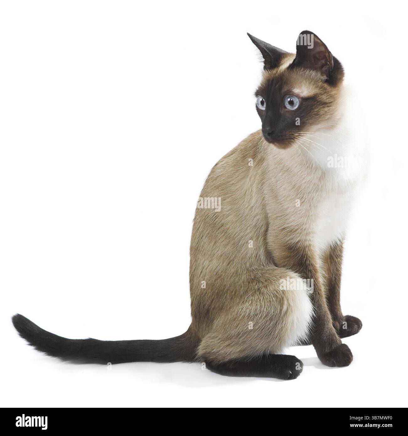 Gatto siamese isolato su sfondo bianco Foto Stock