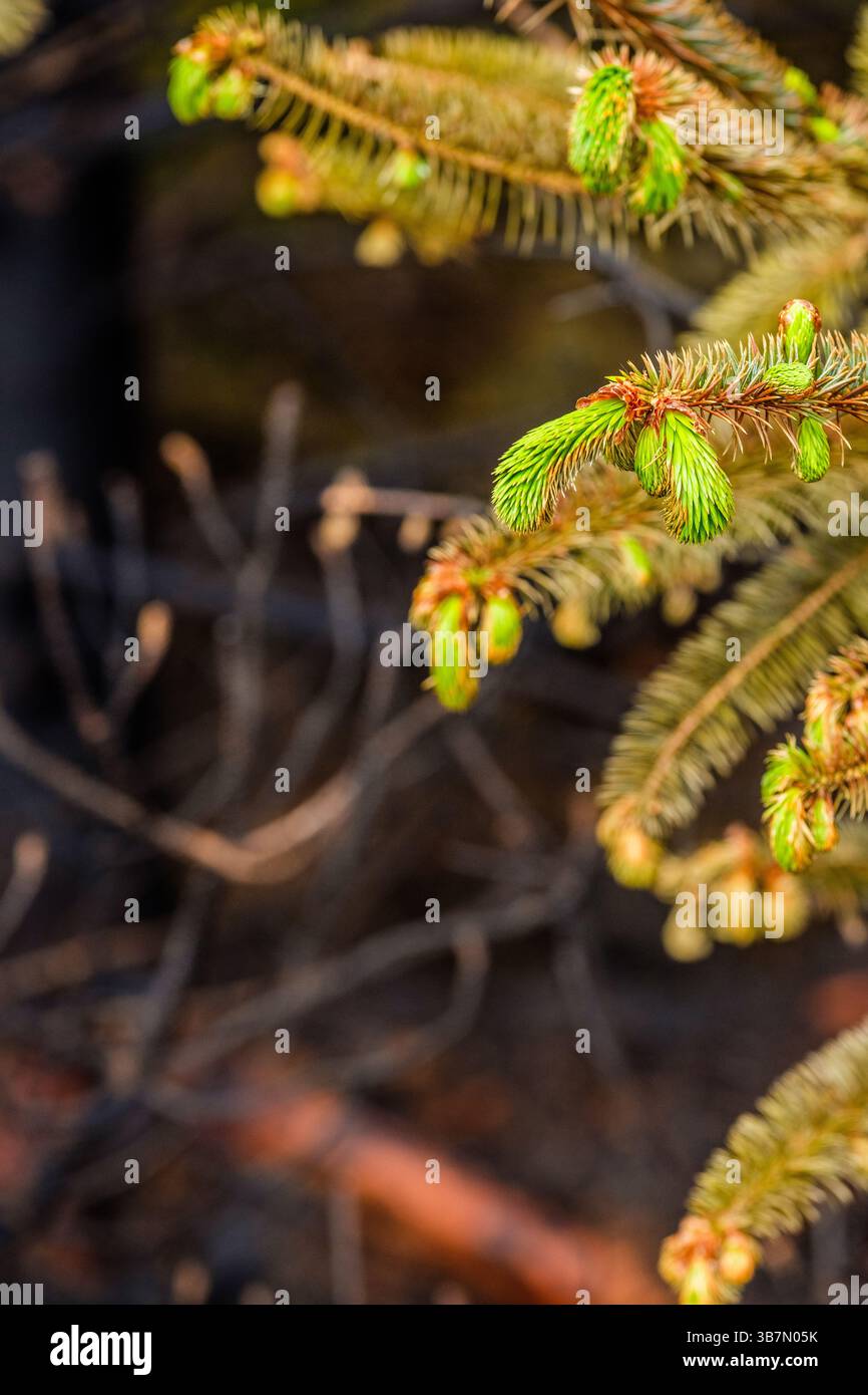 Alcuni germogli verdi in seguito a un incendio selvaggio nella valle di Goyt vicino a Buxton nel Peak District che fu probabilmente il risultato di un incendio doloso, maggio 2025 Foto Stock
