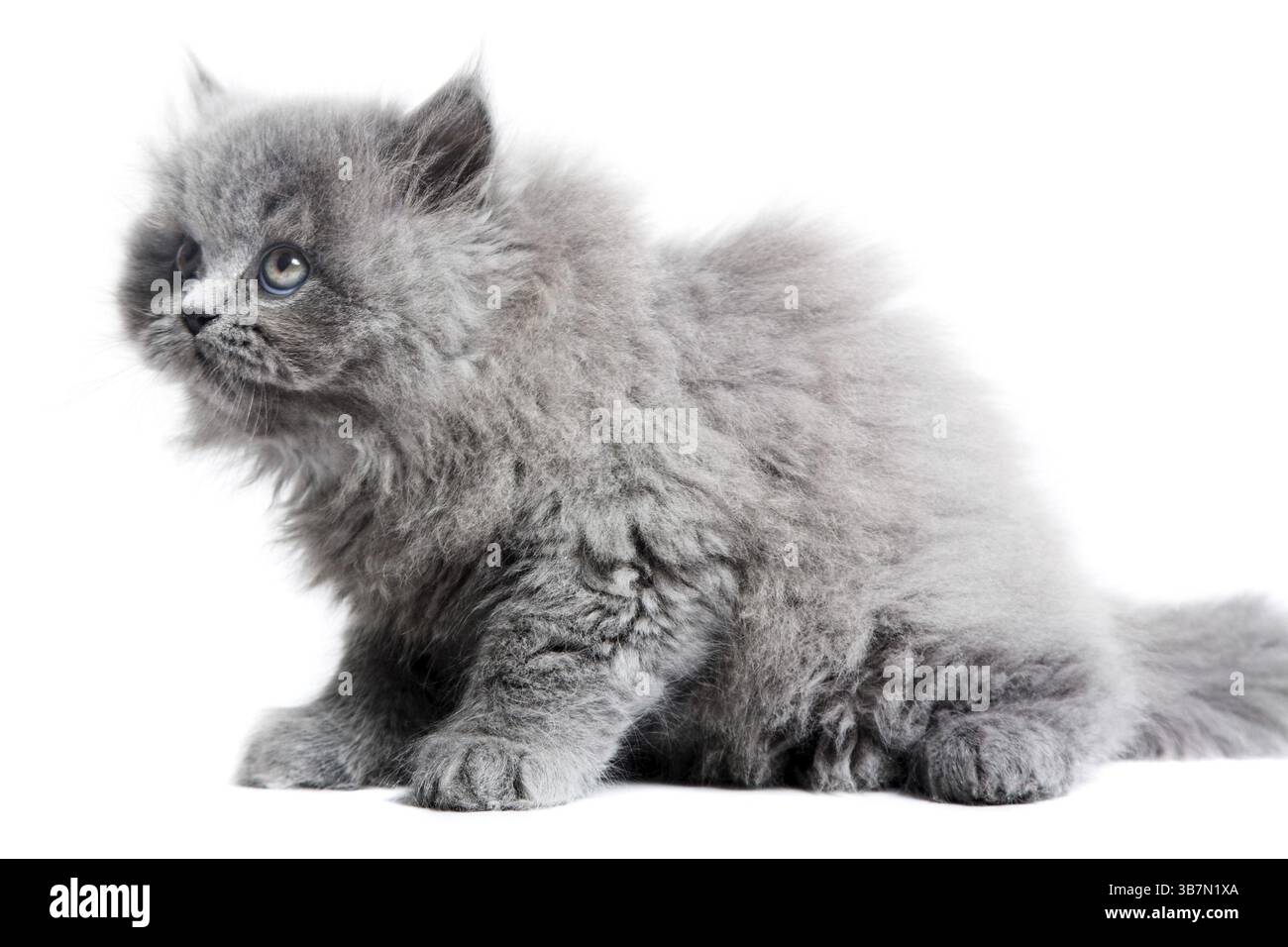gattino inglese grigio isolato su sfondo bianco Foto Stock