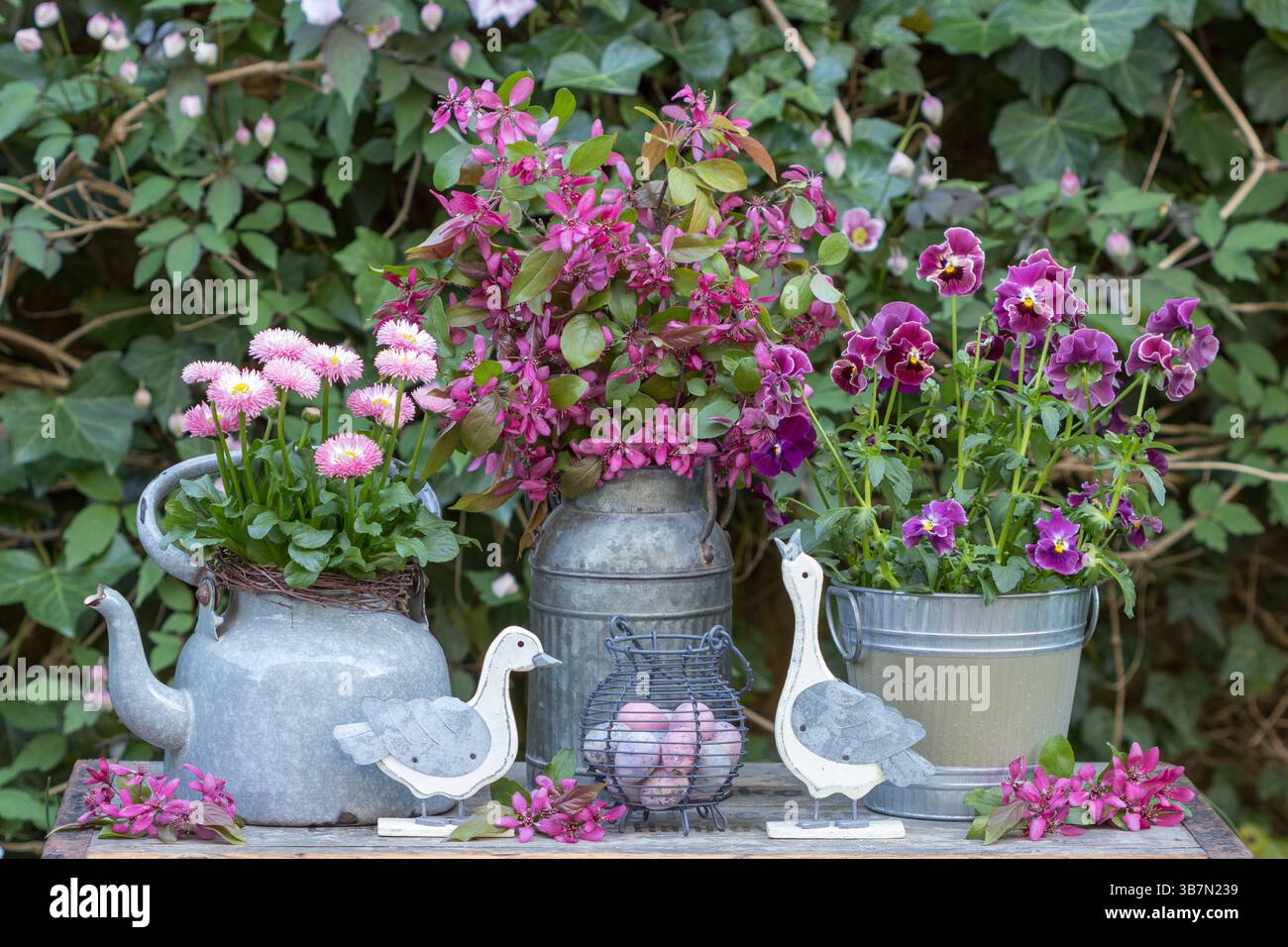 accordo pasquale con oca pasquale, uova di quaglia, fiore viola rosa e perennis bellis in pentole e bouquet di fiori di crabapple Foto Stock