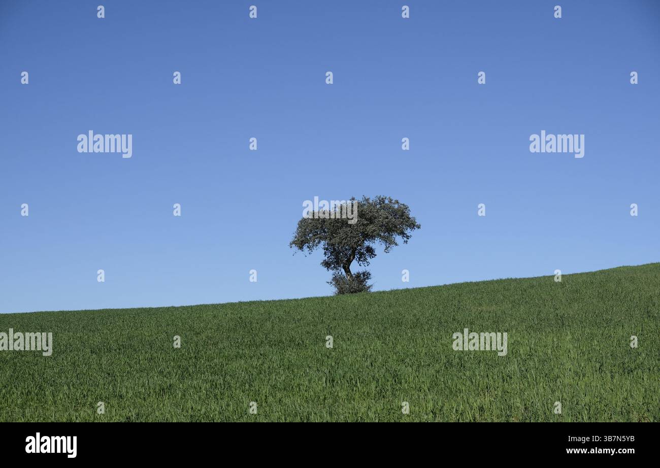 Albero singolo in campo verde sotto il cielo azzurro, Castilla-la Mancha, Spagna, Europa Foto Stock