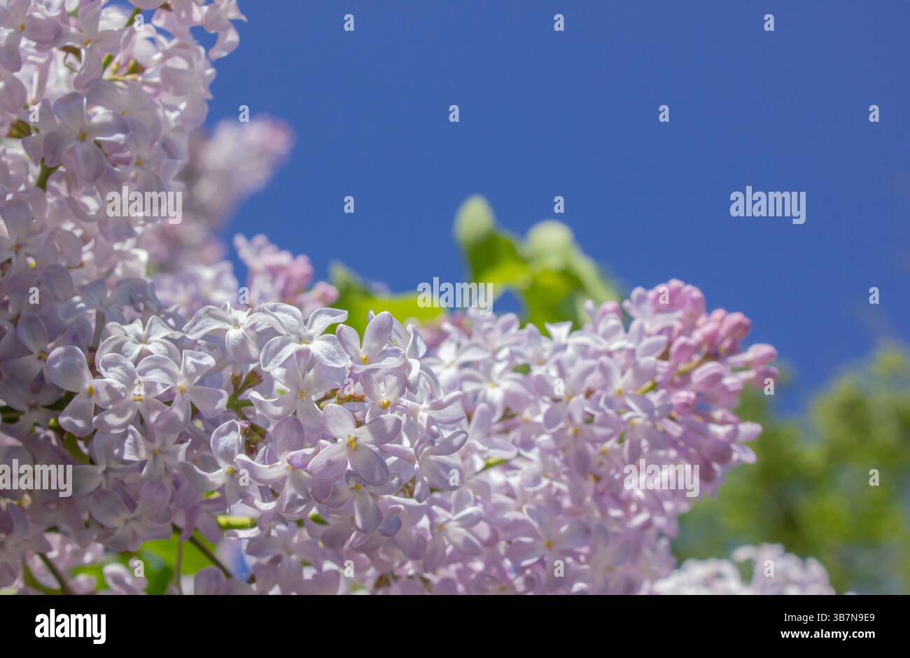 Fiori lilla rosa freschi Svoltare su sfondo blu chiaro con spazio per testo o design. Foto Stock