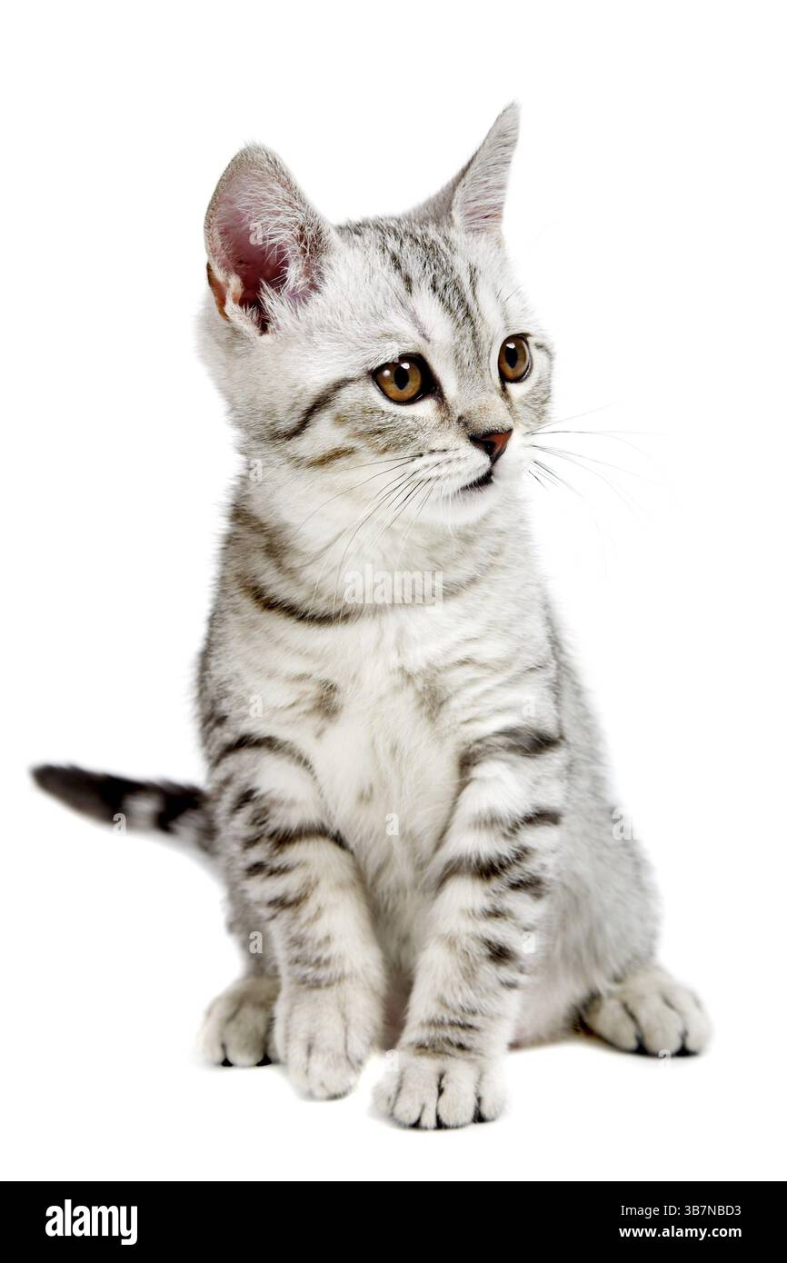 gattino inglese grigio isolato su sfondo bianco Foto Stock