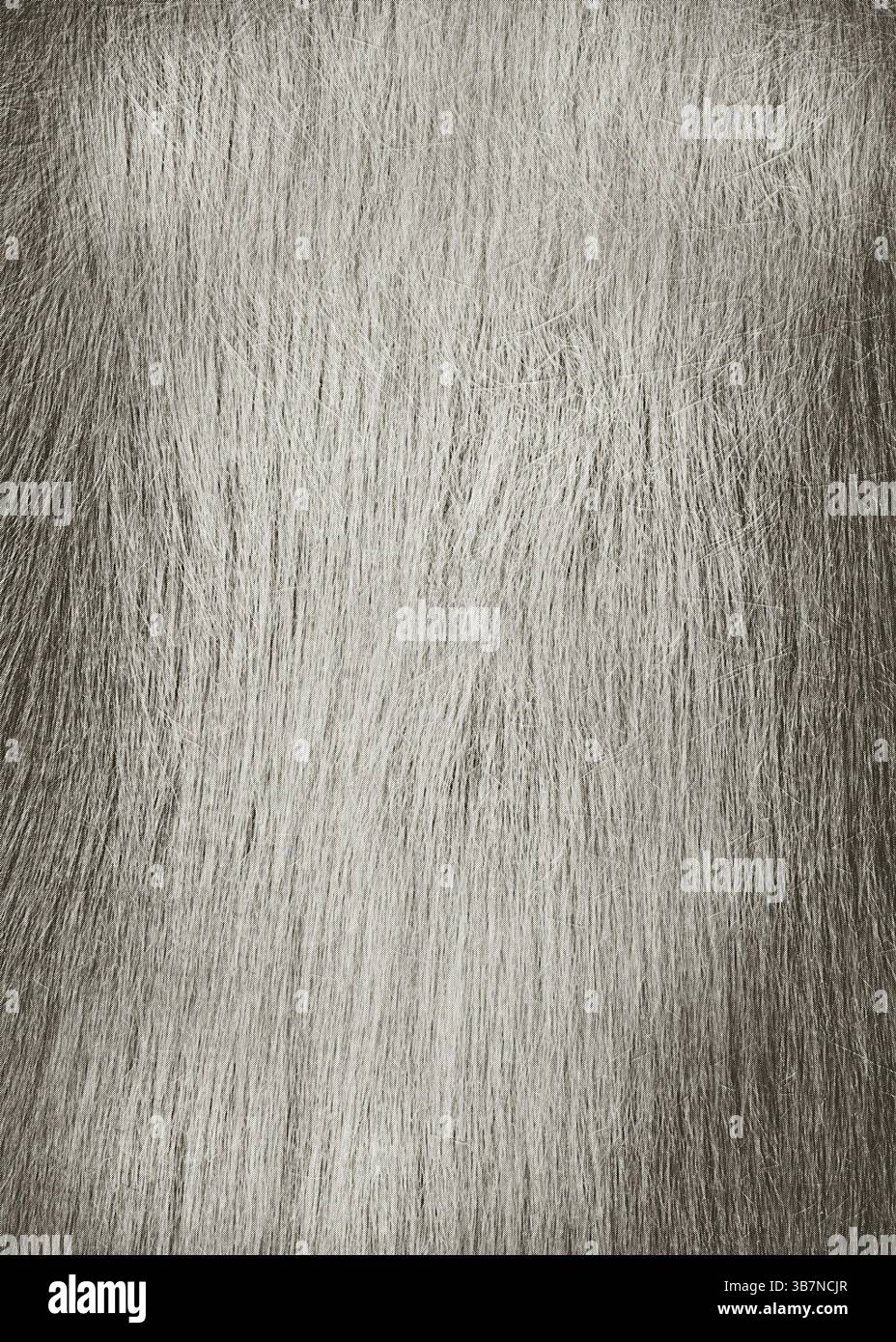 Lo sfondo in pelliccia grigia offre un effetto visivo morbido e testurizzato, ideale per progetti di design che richiedono un tocco di natura ed eleganza.Bielorussia Foto Stock