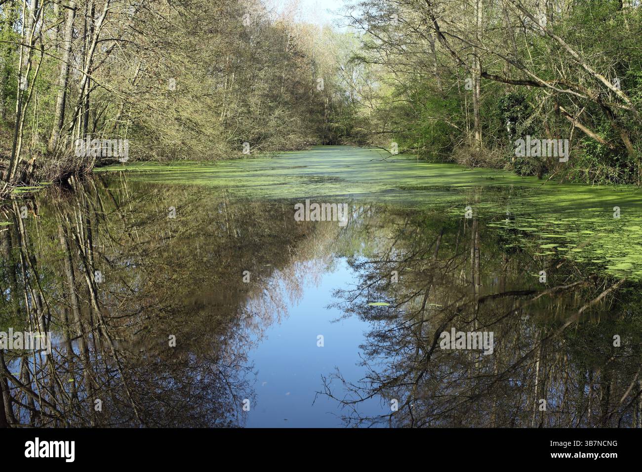 Un lago nella riserva naturale di Ufton Fields, Warwickshire. Foto Stock