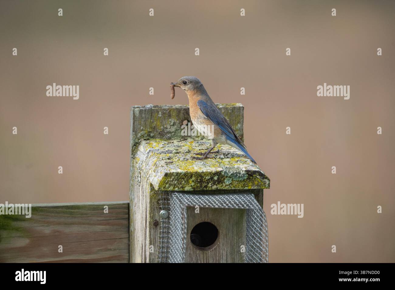 Vista ravvicinata del Bluebird orientale femminile (Sialia sialis) arroccato su una scatola di nidificazione con insetto in becco. Foto Stock