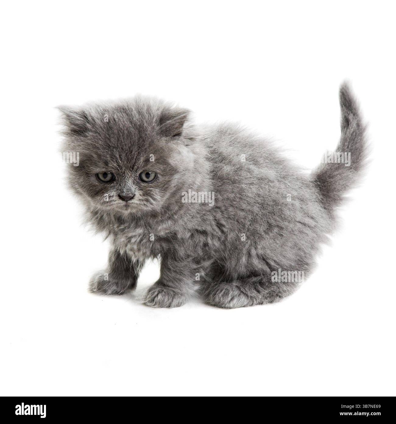 gattino inglese grigio isolato su sfondo bianco Foto Stock
